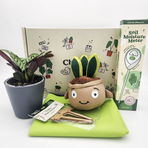 Cheeky Plant Care Starter Gift Box