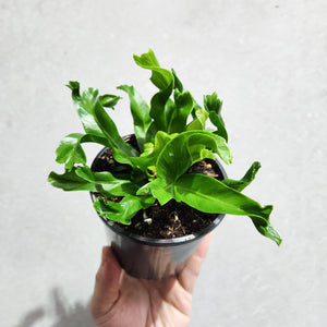 Asplenium Leslie - Bird's Nest Fern - 100mm