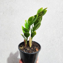 Load image into Gallery viewer, Zamioculcas zamiifolia / Zanzibar gem / ZZ Plant - 100mm
