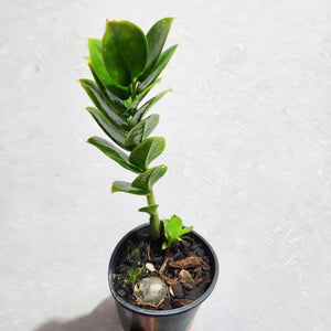 Zamioculcas zamiifolia / Zanzibar gem / ZZ Plant - 100mm