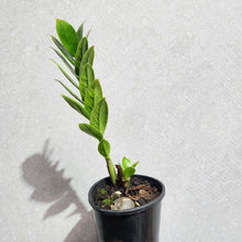 Load image into Gallery viewer, Zamioculcas zamiifolia / Zanzibar gem / ZZ Plant - 100mm
