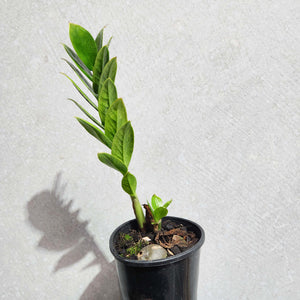 Zamioculcas zamiifolia / Zanzibar gem / ZZ Plant - 100mm