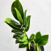 Load image into Gallery viewer, Zamioculcas zamiifolia / Zanzibar gem / ZZ Plant - 100mm
