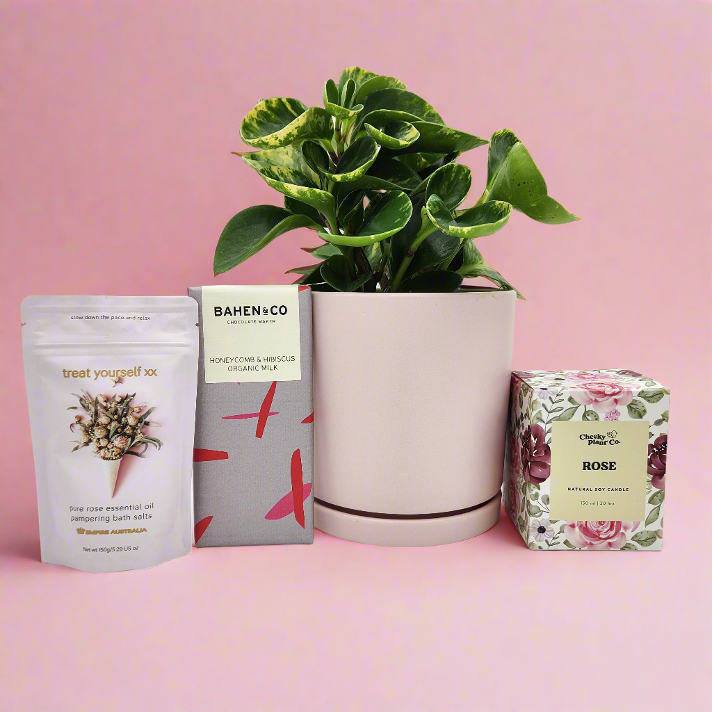 I Love You Plant Gift Hamper - Sydney Only