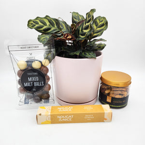 Happiest Birthday Plant Gift Hamper - Sydney Only