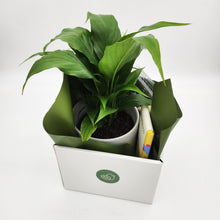 Load image into Gallery viewer, Peace Lily Sorry Gift Hamper - Sydney Only
