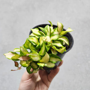 Hoya heuschkeliana - 100mm