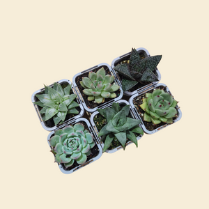 Succulent Starter Pack (6 Assorted Potted Succulents - 66mm)