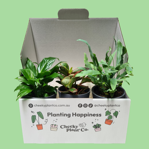 Assorted Potted Houseplant Trio