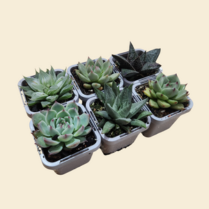 Succulent Starter Pack (6 Assorted Potted Succulents - 66mm)