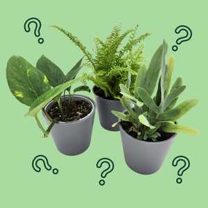 Assorted Potted Houseplant Trio