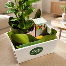 Load image into Gallery viewer, Pawesome Dog Friendly Plant Gift Hamper - Sydney Only
