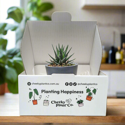 Assorted Potted Succulent Single