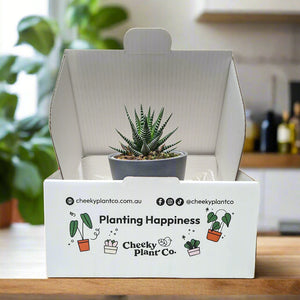 Assorted Potted Succulent Single