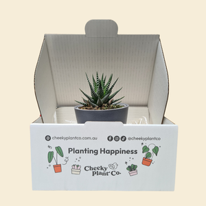 Assorted Potted Succulent Single