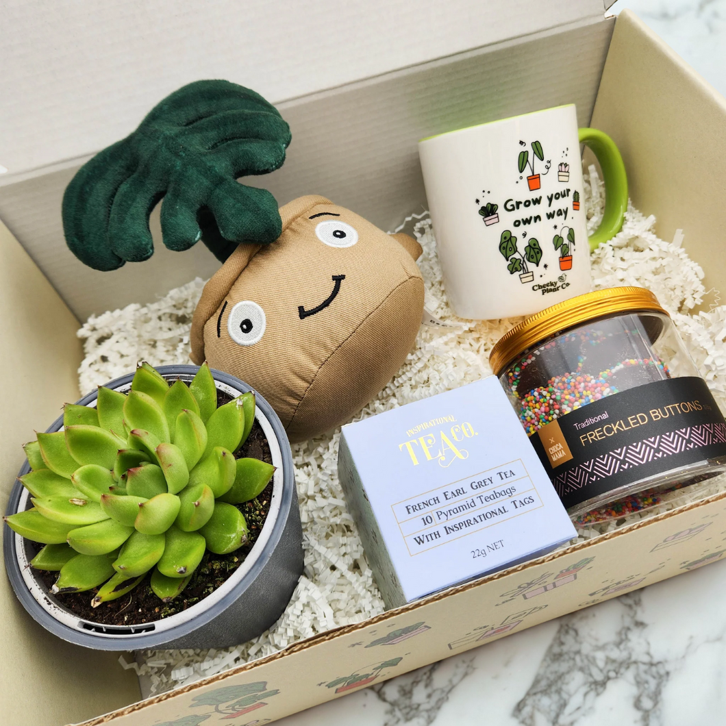 Happy Birthday - Succulent Gift Box