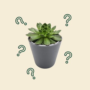 Assorted Potted Succulent Single