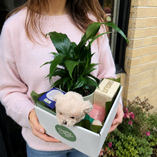 Load image into Gallery viewer, Thinking of You Plant Hamper - Sydney Only

