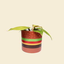 Load image into Gallery viewer, Assorted Potted Plant - CHOOSE YOUR CHEEKY POT - Sydney Only

