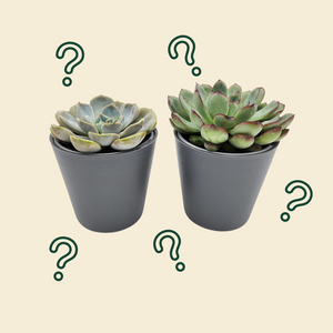 Assorted Potted Succulent Duo