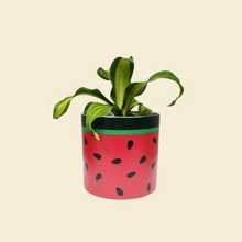 Load image into Gallery viewer, Assorted Potted Plant - CHOOSE YOUR CHEEKY POT - Sydney Only
