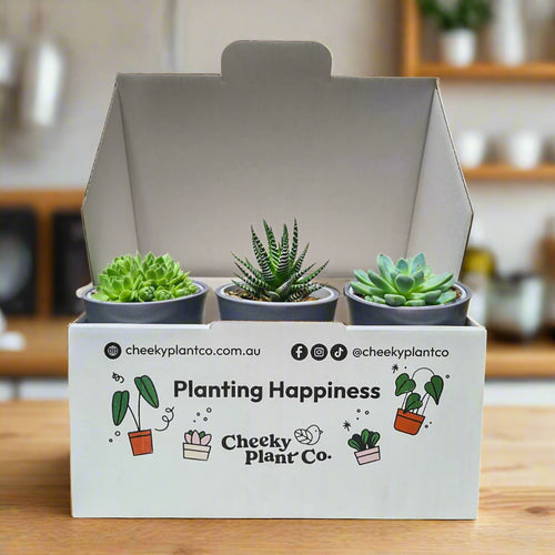 Assorted Potted Succulent Trio