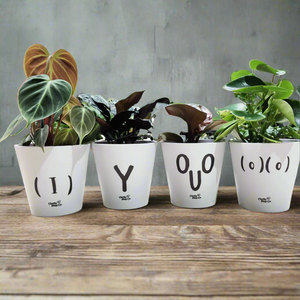 Rude Pots Four Pack - Cheeky Plant Co. Pots - 13.5cmD x 11.5cmH