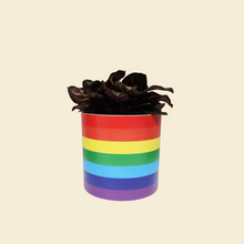 Load image into Gallery viewer, Assorted Potted Plant - CHOOSE YOUR CHEEKY POT - Sydney Only
