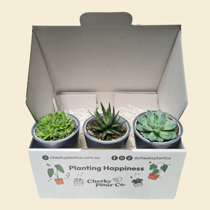 Assorted Potted Succulent Trio