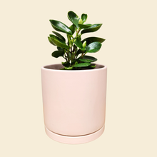 Load image into Gallery viewer, Assorted Indoor Plant in Light Pink Ceramic Pot (18cmDx18.5cmH) - Sydney Only
