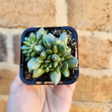 Load image into Gallery viewer, Adromischus hemisphaericus - 66mm
