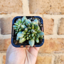 Load image into Gallery viewer, Adromischus hemisphaericus - 66mm
