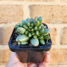 Load image into Gallery viewer, Adromischus hemisphaericus - 66mm
