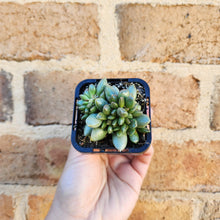 Load image into Gallery viewer, Adromischus hemisphaericus - 66mm
