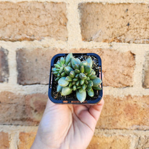 Adromischus hemisphaericus - 66mm
