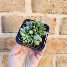 Load image into Gallery viewer, Adromischus hemisphaericus - 66mm
