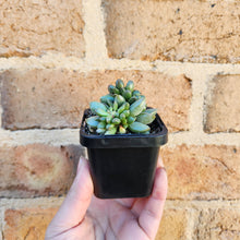 Load image into Gallery viewer, Adromischus hemisphaericus - 66mm
