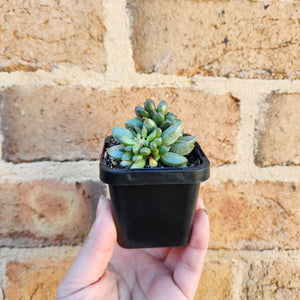 Adromischus hemisphaericus - 66mm