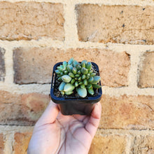 Load image into Gallery viewer, Adromischus hemisphaericus - 66mm
