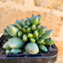 Load image into Gallery viewer, Adromischus hemisphaericus - 66mm
