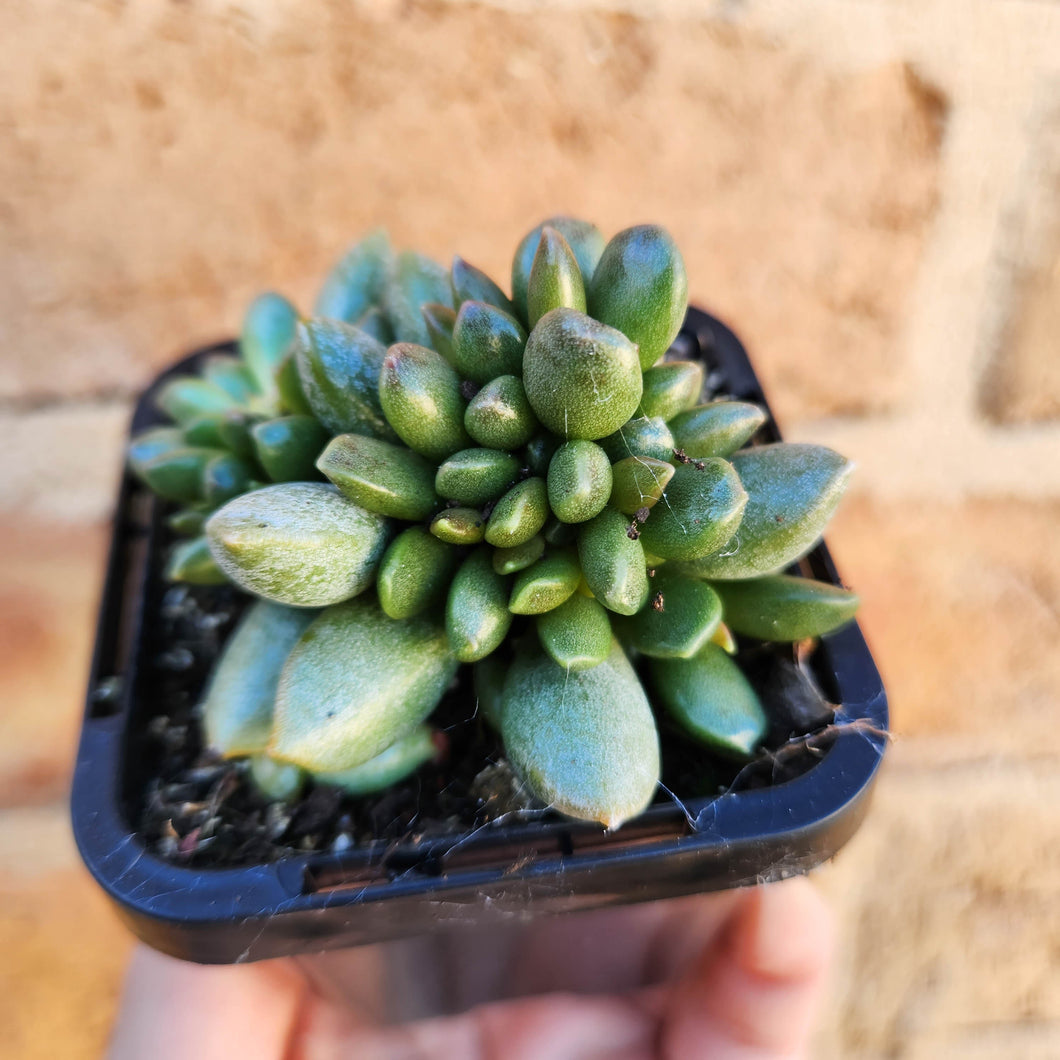 Adromischus hemisphaericus - 66mm