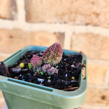 Load image into Gallery viewer, Adromischus herrei - 66mm
