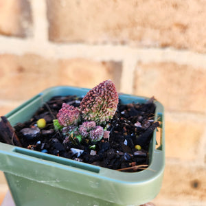Adromischus herrei - 66mm