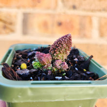 Load image into Gallery viewer, Adromischus herrei - 66mm
