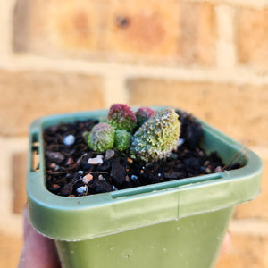 Adromischus herrei - 66mm