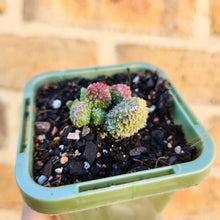 Load image into Gallery viewer, Adromischus herrei - 66mm
