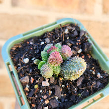 Load image into Gallery viewer, Adromischus herrei - 66mm
