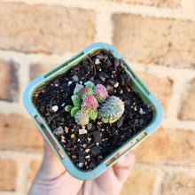 Load image into Gallery viewer, Adromischus herrei - 66mm
