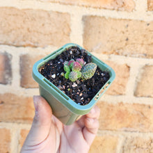 Load image into Gallery viewer, Adromischus herrei - 66mm
