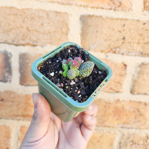 Adromischus herrei - 66mm